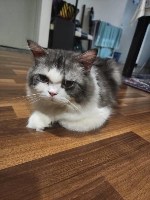 Chubby - Persian + British Shorthair Cat