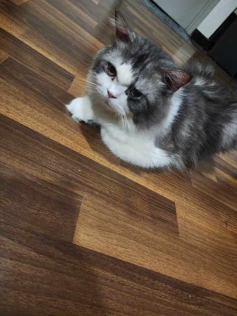 Chubby - Persian + British Shorthair Cat