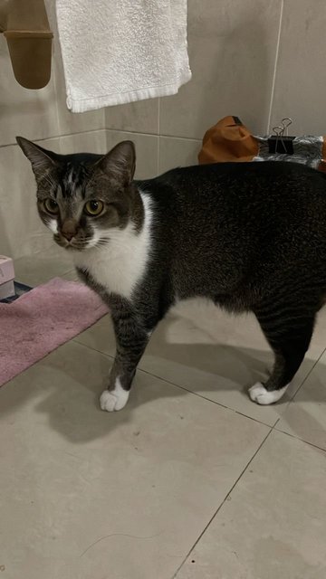 Lion - Domestic Short Hair Cat