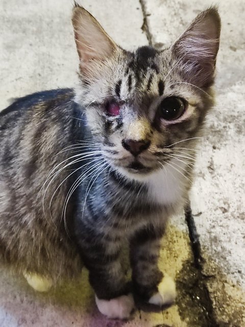 PF142339 - Domestic Short Hair Cat
