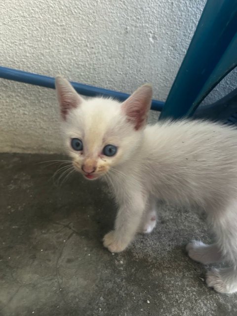 Kitten  - Domestic Short Hair Cat