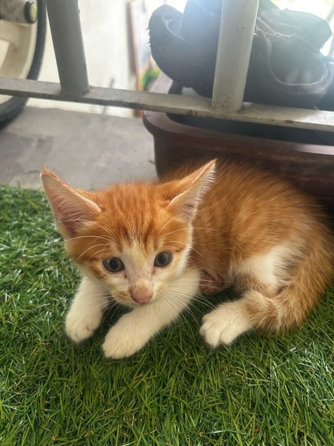Kitten  - Domestic Short Hair Cat