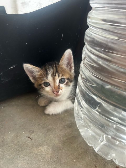 Kitten  - Domestic Short Hair Cat