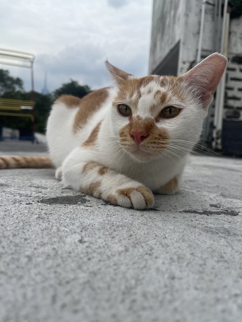 Roti - Domestic Short Hair Cat