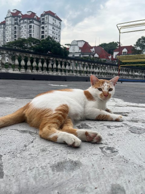 Roti - Domestic Short Hair Cat