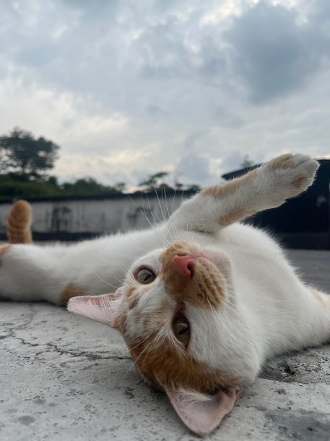 Roti - Domestic Short Hair Cat
