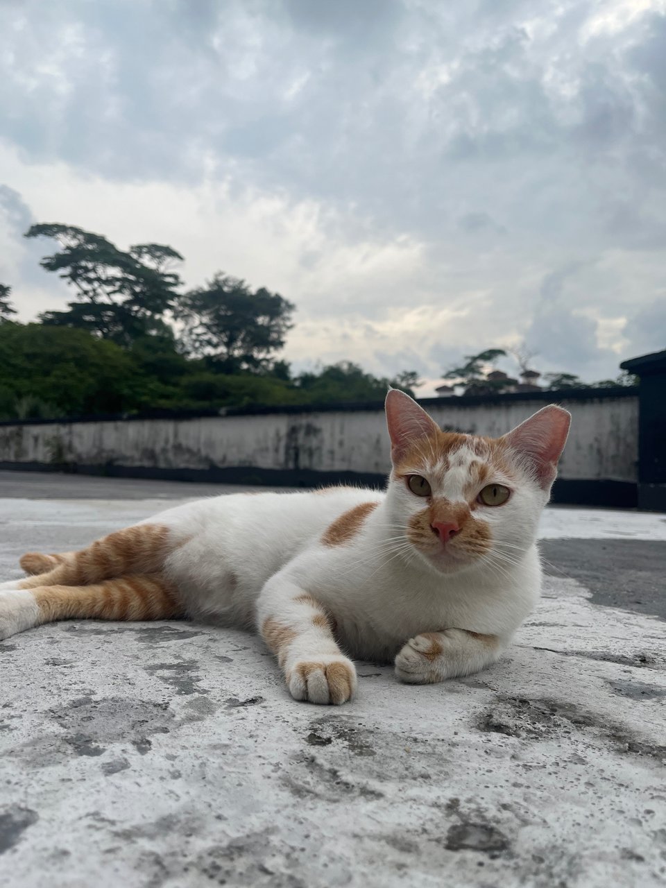 Roti - Domestic Short Hair Cat