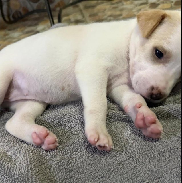 Vannilla - Mixed Breed Dog