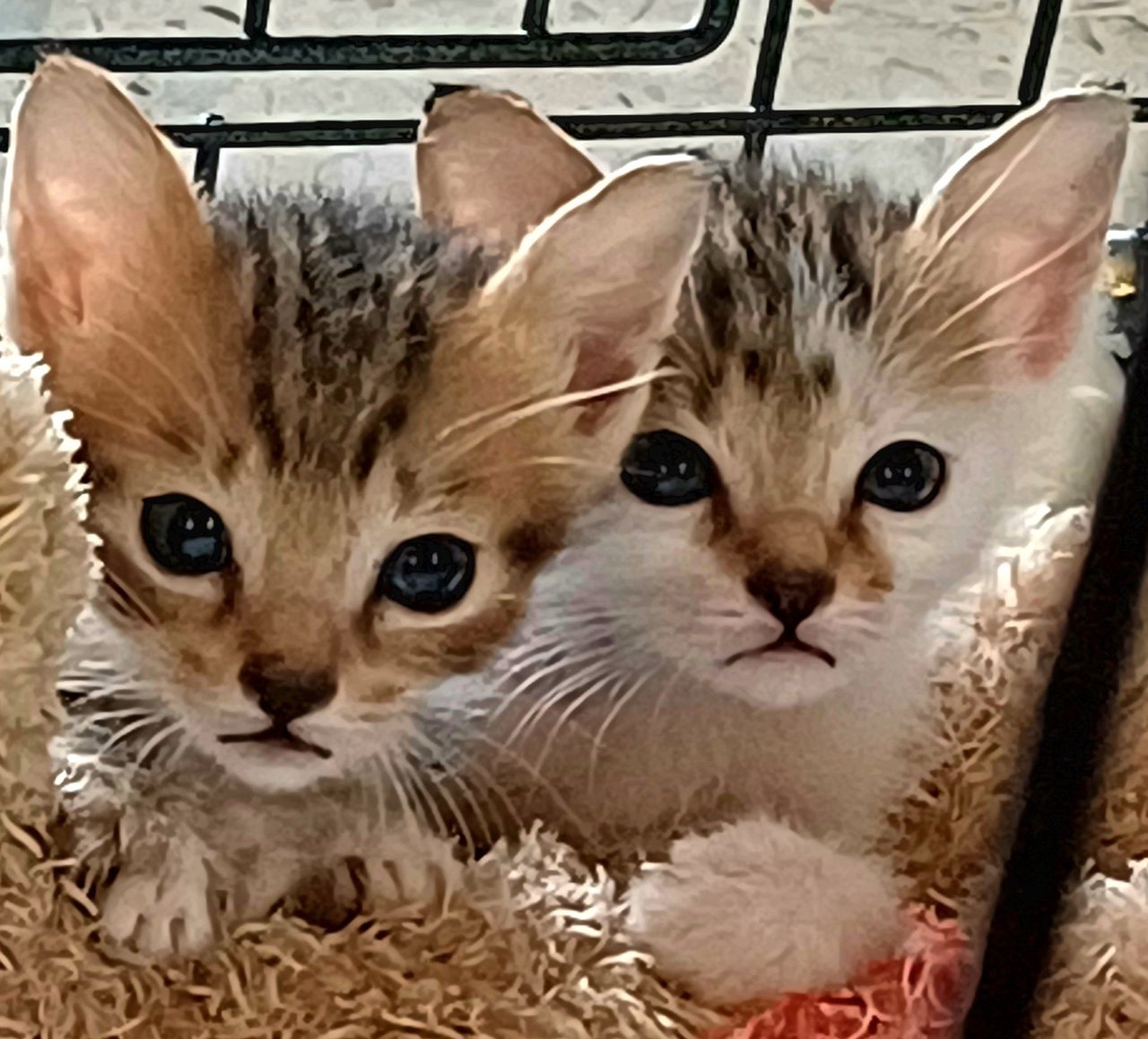 Simba &amp; Scamp - Domestic Short Hair Cat