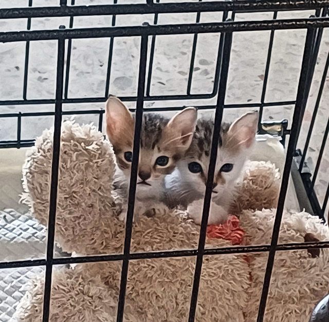 Simba &amp; Scamp - Domestic Short Hair Cat