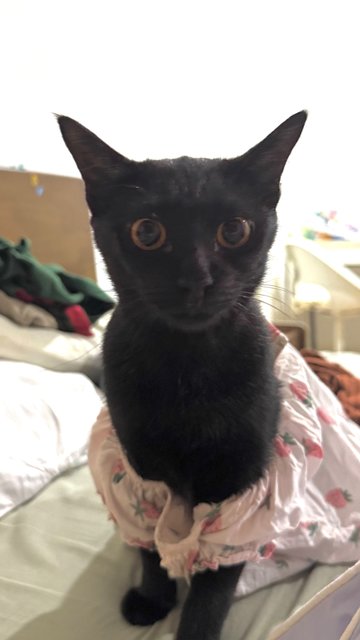 Piccolo + Dobby - Domestic Short Hair Cat
