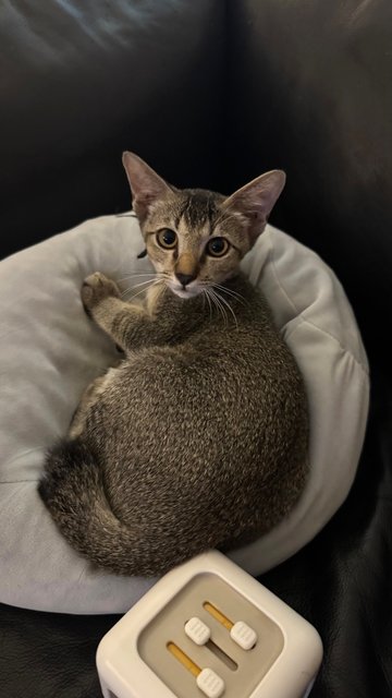 Piccolo + Dobby - Domestic Short Hair Cat