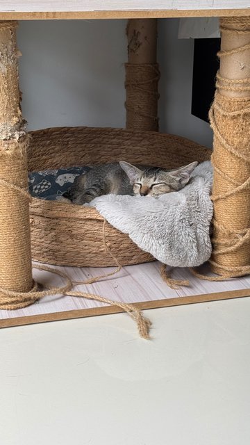 Piccolo + Dobby - Domestic Short Hair Cat
