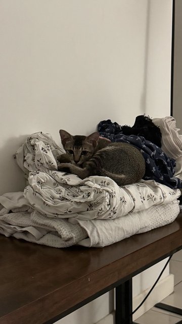 Piccolo + Dobby - Domestic Short Hair Cat