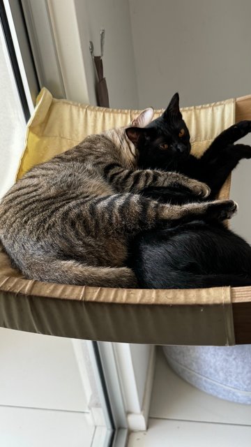 Piccolo + Dobby - Domestic Short Hair Cat
