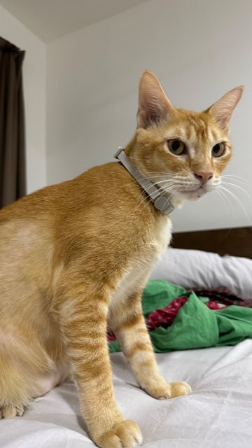 Muji - Domestic Short Hair Cat