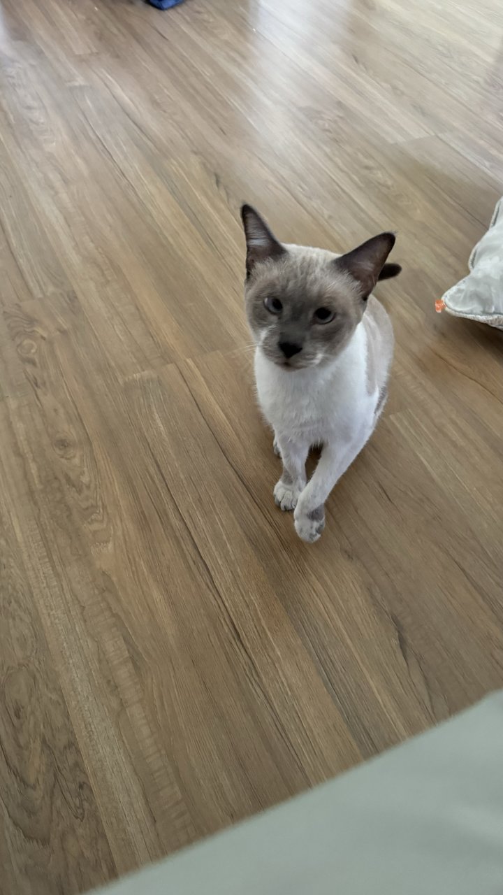 Taufu - Siamese Cat