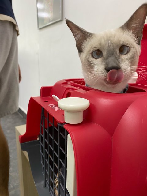 Taufu - Siamese Cat