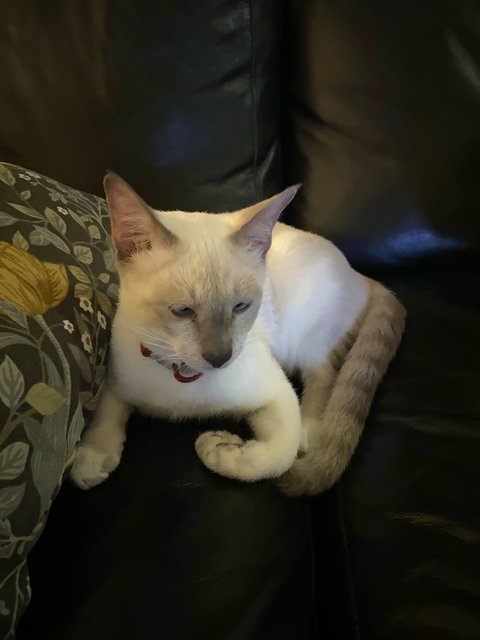 Taufu - Siamese Cat