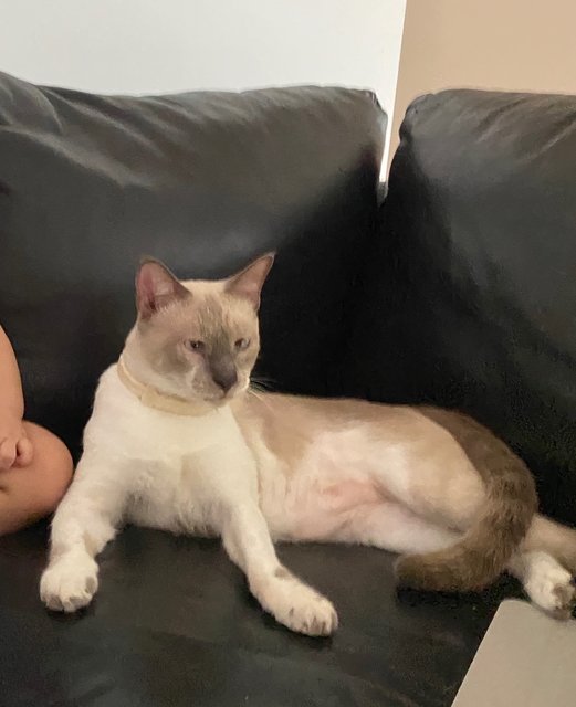 Taufu - Siamese Cat