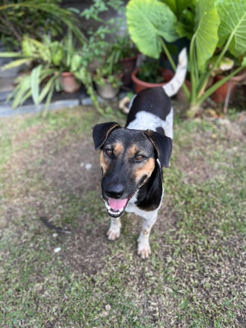 Sheena - Mixed Breed Dog