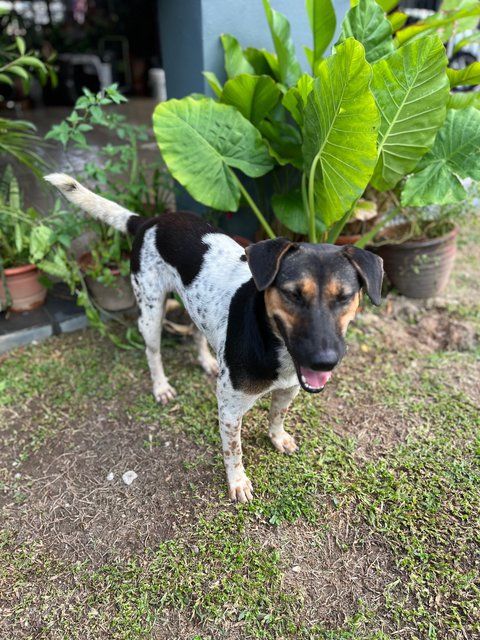 Sheena - Mixed Breed Dog