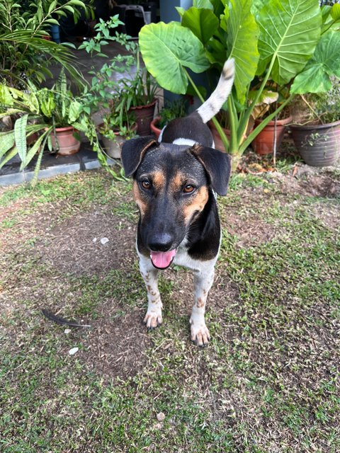 Sheena - Mixed Breed Dog