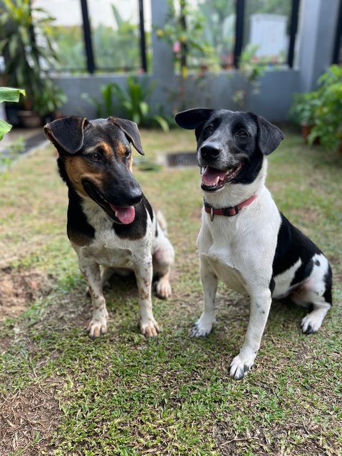 Sheena - Mixed Breed Dog