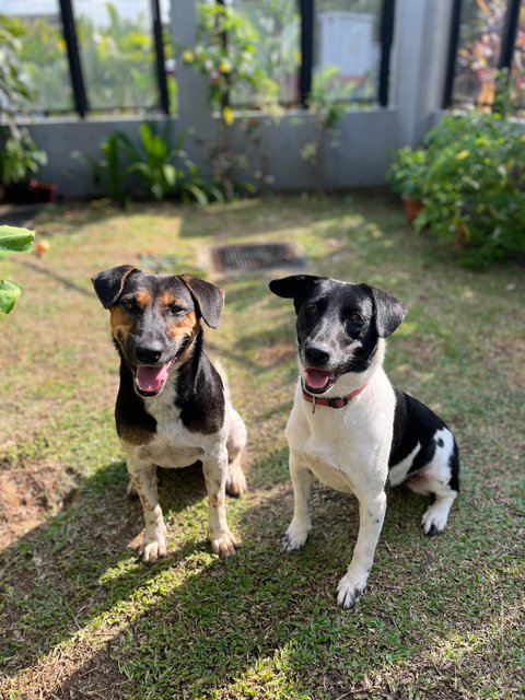 Sheena - Mixed Breed Dog