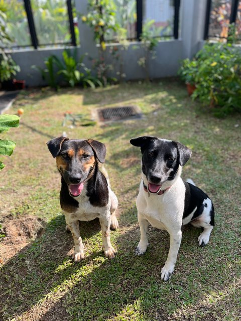 Sheena - Mixed Breed Dog