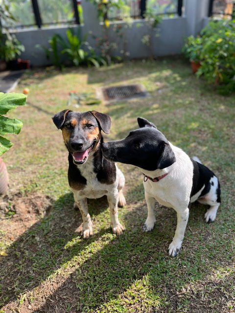 Sheena - Mixed Breed Dog