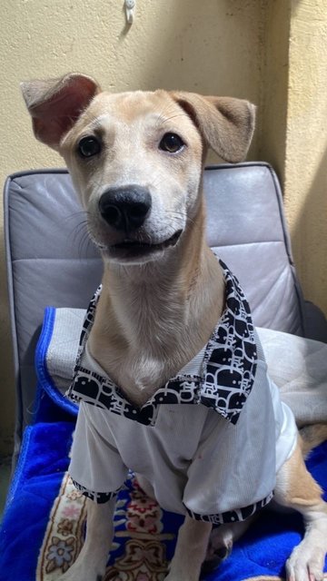 Money - Mixed Breed Dog