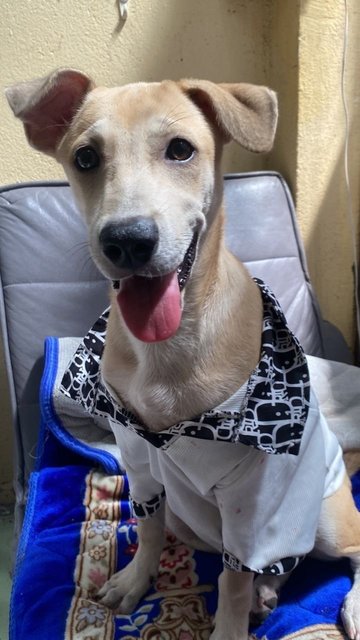 Money - Mixed Breed Dog