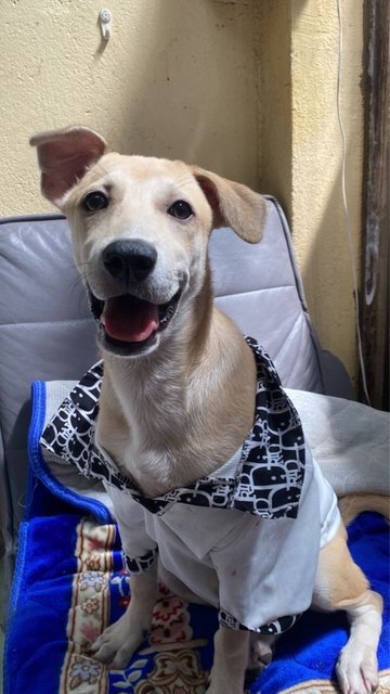 Money - Mixed Breed Dog
