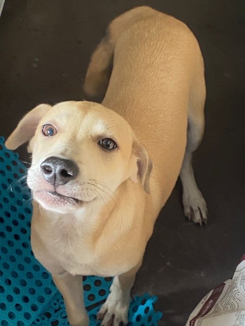 Money - Mixed Breed Dog