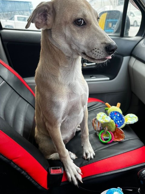 Money - Mixed Breed Dog