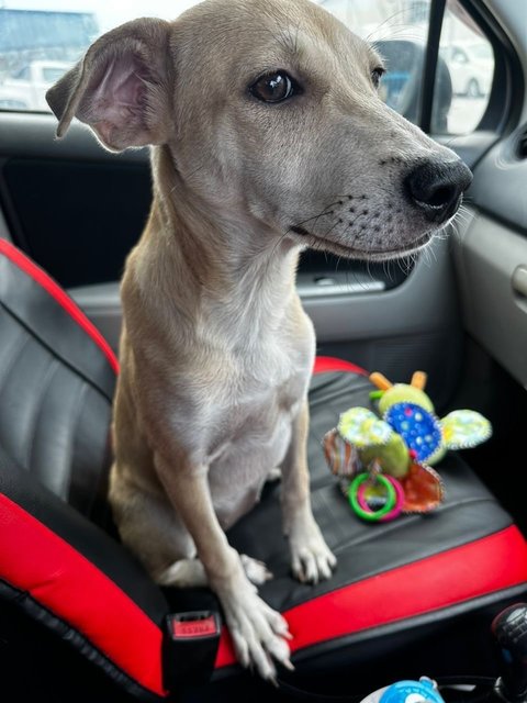 Money - Mixed Breed Dog