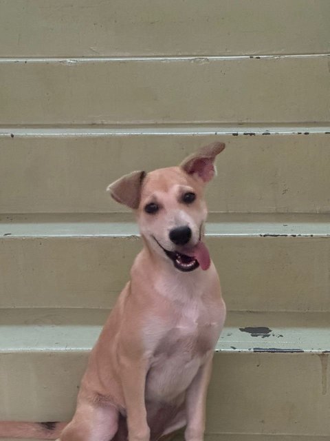 Money - Mixed Breed Dog