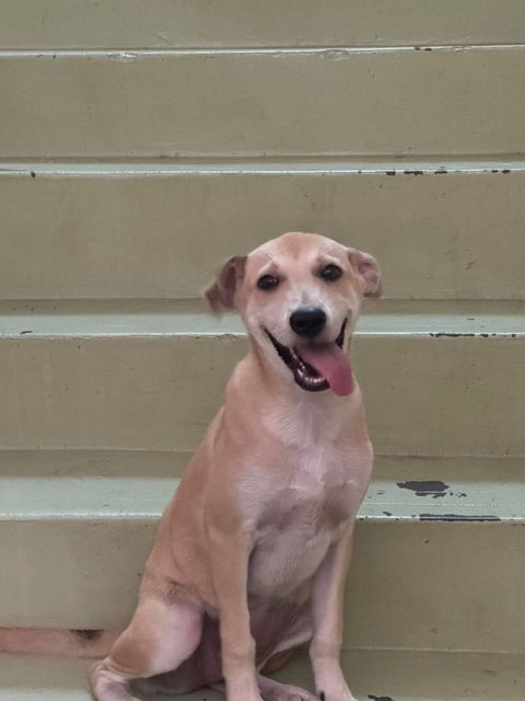 Money - Mixed Breed Dog