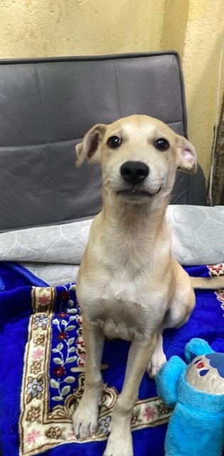 Money - Mixed Breed Dog