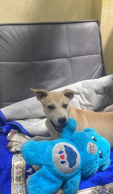Money - Mixed Breed Dog