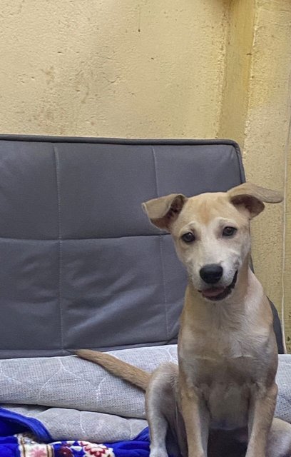 Money - Mixed Breed Dog