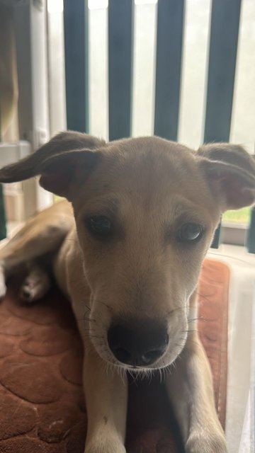 Money - Mixed Breed Dog