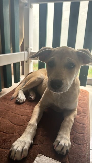 Money - Mixed Breed Dog