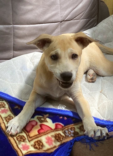 Money - Mixed Breed Dog