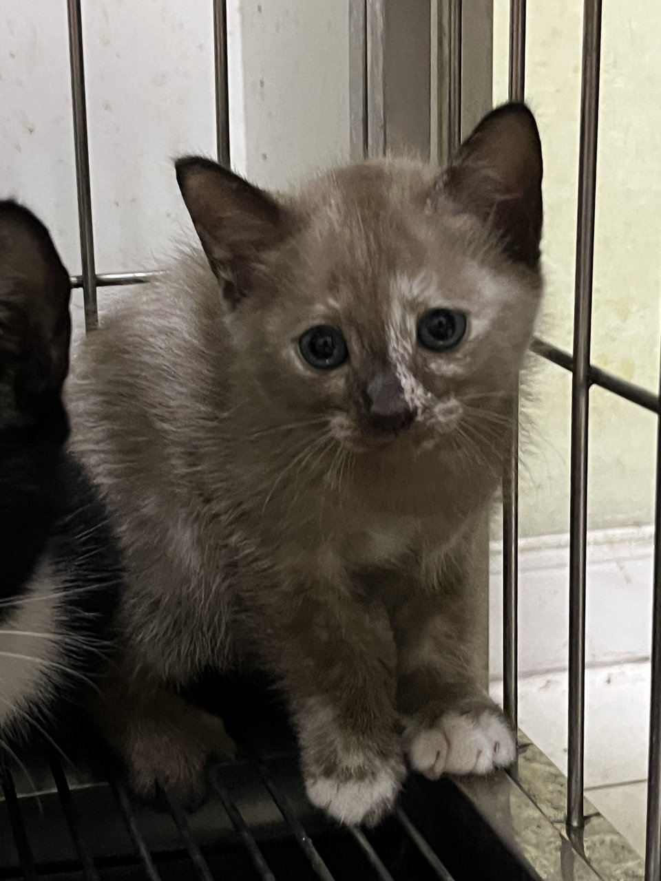 Tiga Comel - Domestic Medium Hair Cat
