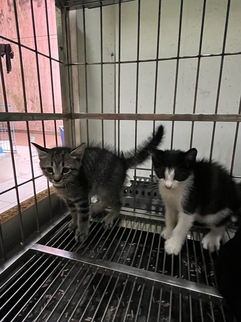 Tiga Comel - Domestic Medium Hair Cat