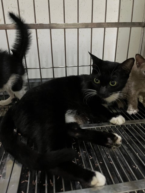 Tiga Comel - Domestic Medium Hair Cat