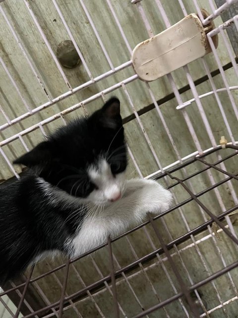 Tiga Comel - Domestic Medium Hair Cat