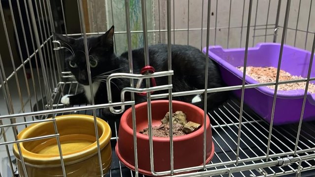 Tiga Comel - Domestic Medium Hair Cat
